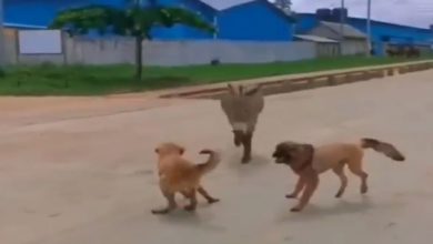 Photo of Funny Video: Dog was barking unnecessarily on the donkey, then Donkey taught such a lesson that the dog will remember for life