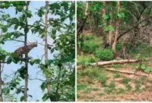 Photo of Leopard jumped on tree for hunting but forgot Newton’s law, just 31 second clip will spin your head