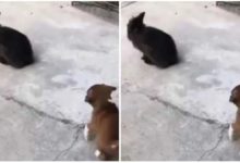 Photo of Little Puppy got heavy to imitate the rabbit, the video of the cute nok-jhok shadowed on social media