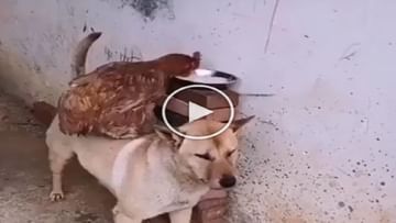 Photo of OMG!  Chicken stole food with the help of doggy, the heart-wrenching video of their unique friendship went viral