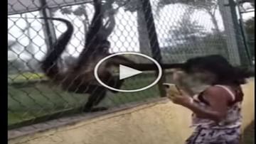 SHOCKING!  Having fun with a monkey, a woman got heavy, taught a lesson by pulling her hair, video went Viral