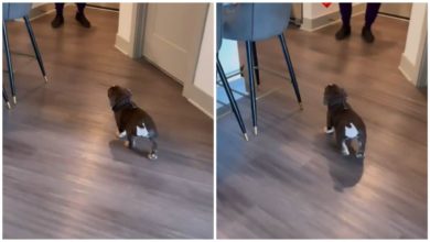 Photo of Seeing the owner coming home, Doggy changed her move, the video that went viral entertained people fiercely