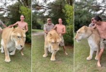 Photo of Shocking Video!  The man was shown moving the lioness like a dog, people were blown away after watching the video, said – what a madness this is