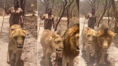 Photo of Shocking Video!  The woman was seen walking like a stick behind the lion-lioness, people said – the lion also became a cat in front of the woman