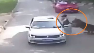 Photo of Shocking Video: Woman got out of the car in the middle of the jungle, took away the dreaded tiger, the video went viral