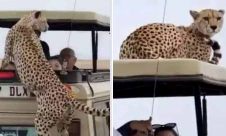 Cheetah made a wonderful jump on the safari jeep of tourists, then people said what happened - Missing the video is no less than a crime!