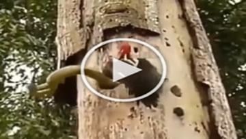 Photo of The snake was secretly stealing the eggs of the woodpecker, then the bird made it such a ‘boil’ condition, see VIDEO