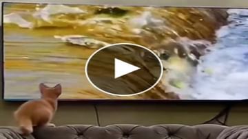 Photo of VIDEO: Seeing a lot of fish in TV, the cat got greedy, jumped to catch it like that it fell upside down!