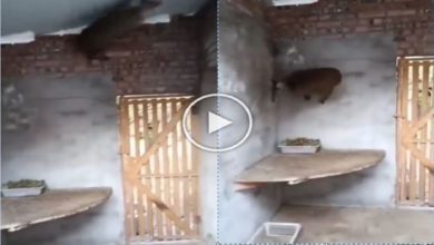 Photo of Viral: Deer jumped like a spiderman on the wall, people gave funny reaction after watching the video