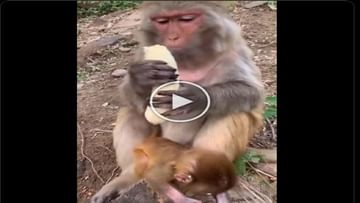 Photo of Viral: Like the ‘Nawabs’, the monkeys enjoyed the bananas, people made funny comments after watching the video