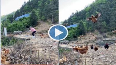 Photo of Viral: The chicken took flight like an eagle to eat, people watching the video said – ‘Looks like he is hungry for many lives’
