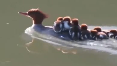 Photo of Viral: The duck made the children sit on their back and got them to visit the river, watching the video, people said – mother is mother!