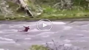 Viral: The small deer defeated the strong flow of the river, seeing the courage, the collector praised it..Watch Video