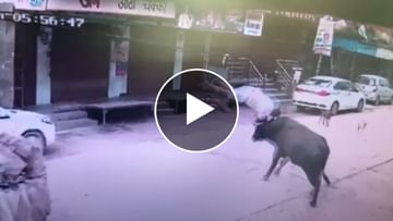 Viral Video: An angry bull threw the young man 5 feet in the air, you will get goosebumps after watching the video