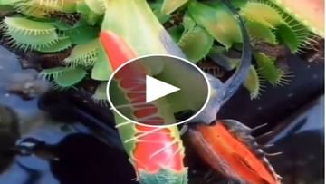 Viral Video: Carnivorous plant tastes red chili, you will be surprised to see the result in the end