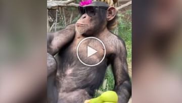 Photo of Viral Video: Chimpanzee wearing black glasses blows up the internet