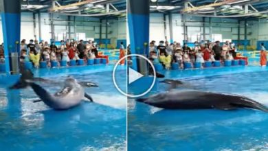 Photo of Viral Video: Dolphin came out of the water and did such a ‘fantastic’ dance, the crowd gathered to watch