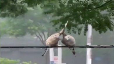 Photo of Viral Video: Even in ‘Hurricane’, birds remained the support of each other, watching the clip, people said – ‘You are your own’