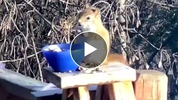 Viral Video: Little squirrel got drunk after eating fruits, then started dancing like this, watch cute video
