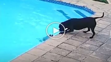 Viral Video: Puppy's dog, who was drowning in the pool with wisdom, saved his life, watching the video, people are praising his bravery