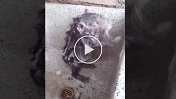 Photo of Viral Video: Rat bathing with soap and rubbish, he too like humans, watch funny video