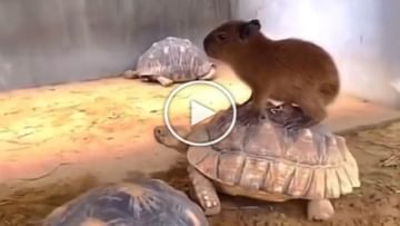 Photo of Viral Video: Rat rides a turtle, ever seen such a ‘car’ with four wheels?