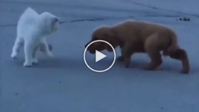 Photo of Viral Video: The dog was chasing the cat, then something like this happened in a moment, all the differences were revealed