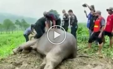 Photo of Viral Video: The elephant fainted after seeing the child trapped in the pit, people saved their lives by giving CPR;  watch video