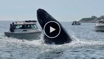Photo of Viral Video: The giant whale suddenly jumped on top of the boat, the horrifying moment captured in the camera, watch the video