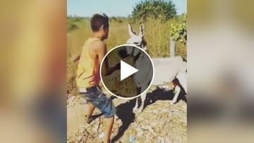 Photo of Viral Video: The man unnecessarily kicked, punched and slapped the donkey, then the animal also taught a lesson like this, will not forget it for life