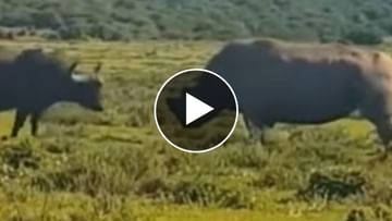 Viral Video: The rhinoceros wreaked havoc on the wild buffalo, people said - the buffalo messed up wrong, watch the video