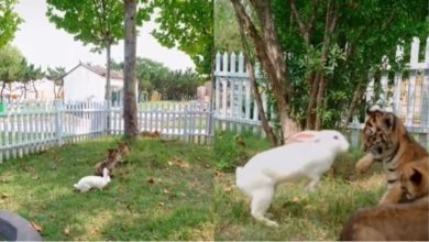 Photo of With his strategy, the little rabbit stunned the dreaded hunters, this beautiful video is going viral with this MOTIVATIONAL message