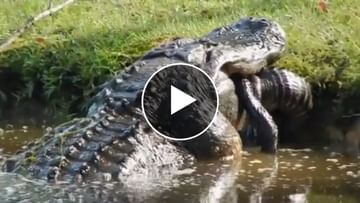 Photo of A giant crocodile ate its own baby!  you will be surprised to see the video