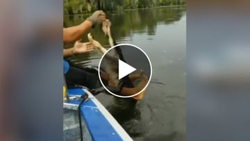 A man was seen playing with a dangerous crocodile, people's soul trembled after watching the video