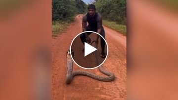 Photo of A man was seen playing with a giant king cobra, the video went viral