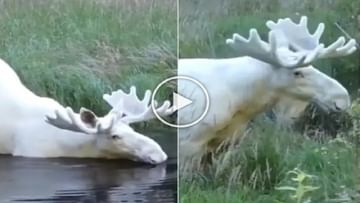 Photo of A white deer came out of the river in swag, the adorable video touched the hearts of the people