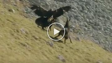 Photo of Dangerous battle of goat and eagle took place on the mountain, in the end the game changed and ‘Sky Lion’ had a heavy climb!