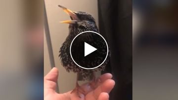 Photo of Ever seen a fluent English speaking bird?  The video surprised everyone