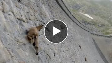 Photo of Goats showed amazing miracles on a straight wall, people said – the laws of physics do not apply to them