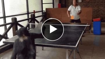 Photo of Have you ever seen a chimpanzee playing table tennis?  Watch the video how to beat the man