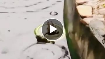 Photo of Have you ever seen such a ‘leg pulled’ of a frog?  Video made lottpot