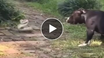 Have you seen such a terrible fight between a dog and a snake?  horrifying video viral