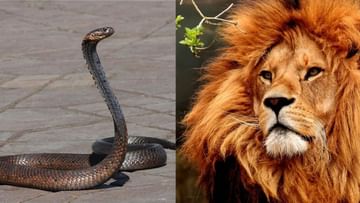 Photo of King Cobra clashed with the king of the jungle, each other’s known enemies in Maidan-e-Jung ..watch video