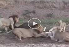 Photo of Lions and lioness fight after buffalo, see in VIDEO how the king of the jungle fooled