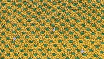 Photo of Optical Illusion: 4 corns are hidden among the pineapple, find it in 20 seconds