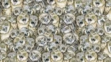 Photo of Optical Illusion: A Cat Hides Among Owls, 99% Failed To Find It