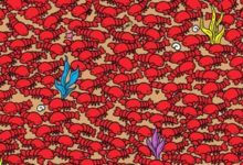 Photo of Optical Illusion: Find and tell in 11 seconds 4 crabs are hidden among the lobsters