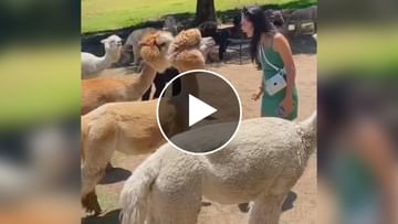 Photo of ‘Papa’s angel’ was about to kiss the sheep, then the animal insulted, see video