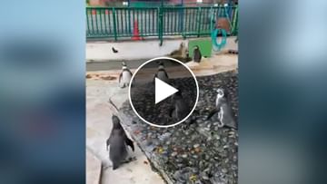 Photo of Penguin’s swarm sweats in catching butterfly, childhood will be remembered by watching the video