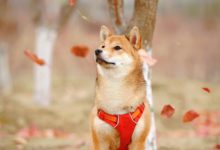 Photo of Price ranges for Meme Cryptocurrencies Shiba Inu and Dogecoin Are Surging As Ethereum’s Upgrade Nears
